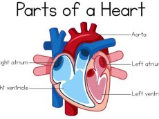 parts-heart-diagram-parts-heart-diagram-illustration-119157872