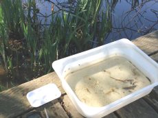 pond-dipping