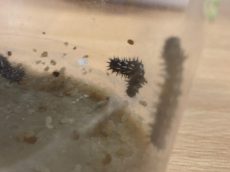 caterpillar 2